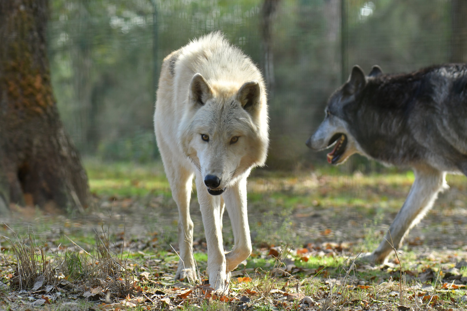 Mackenzie wolf (Canis lupus occidentalis)