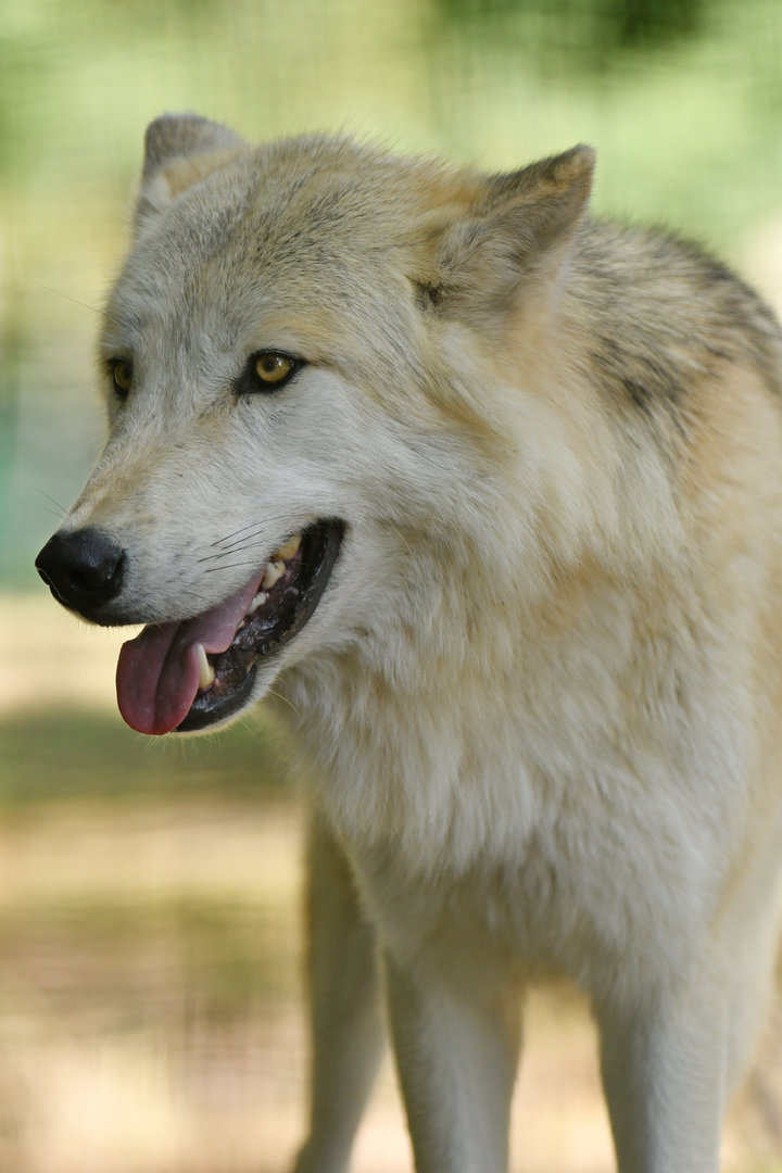 Mackenzie wolf (Canis lupus occidentalis)