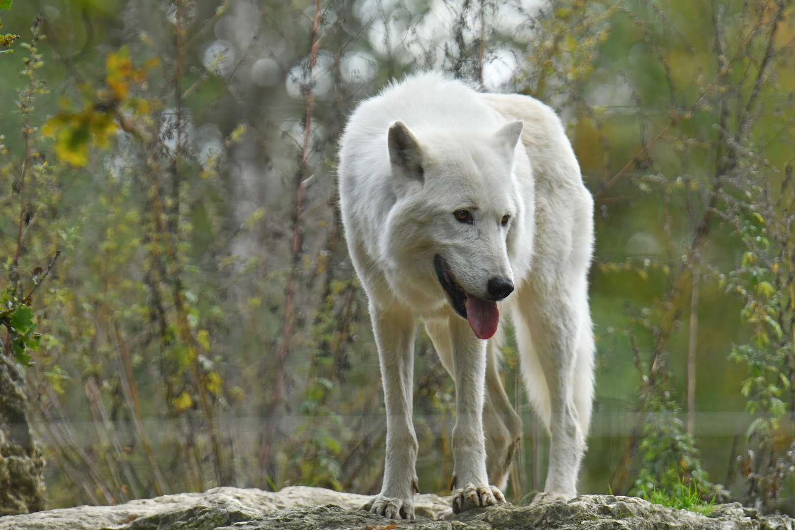 Mackenzie wolf (Canis lupus occidentalis)