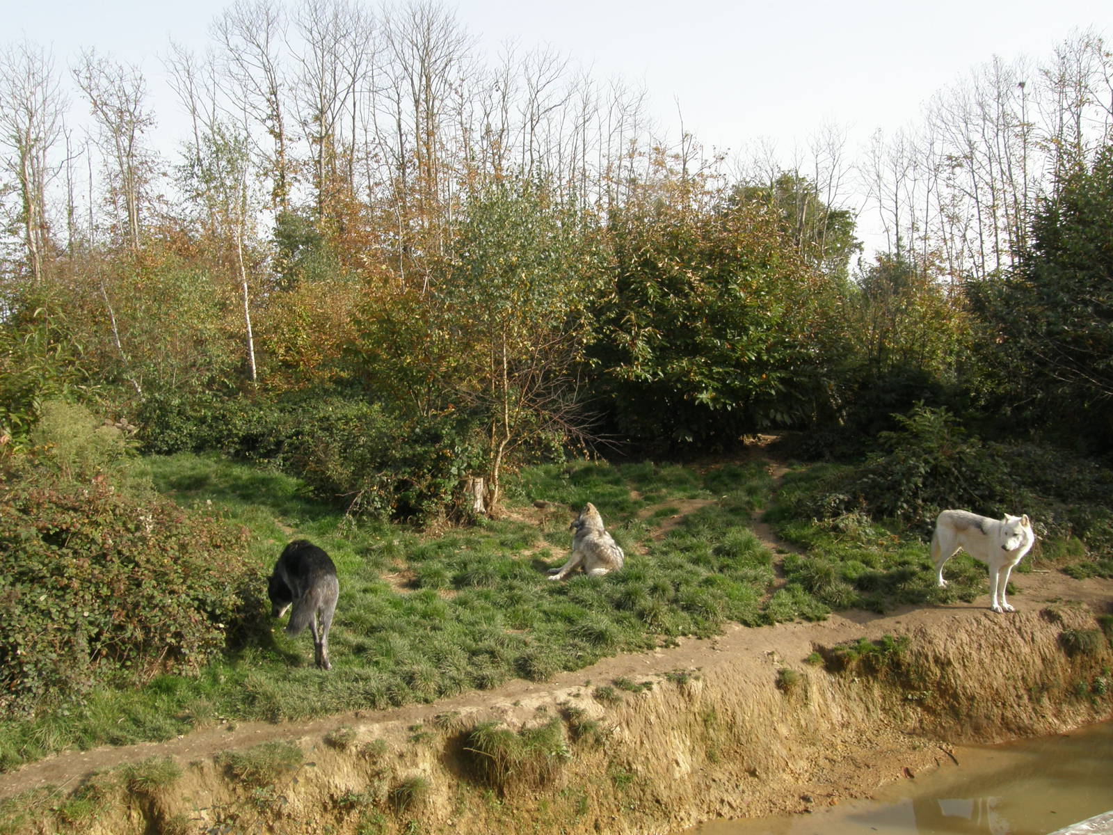 Mackenzie wolves exhibit