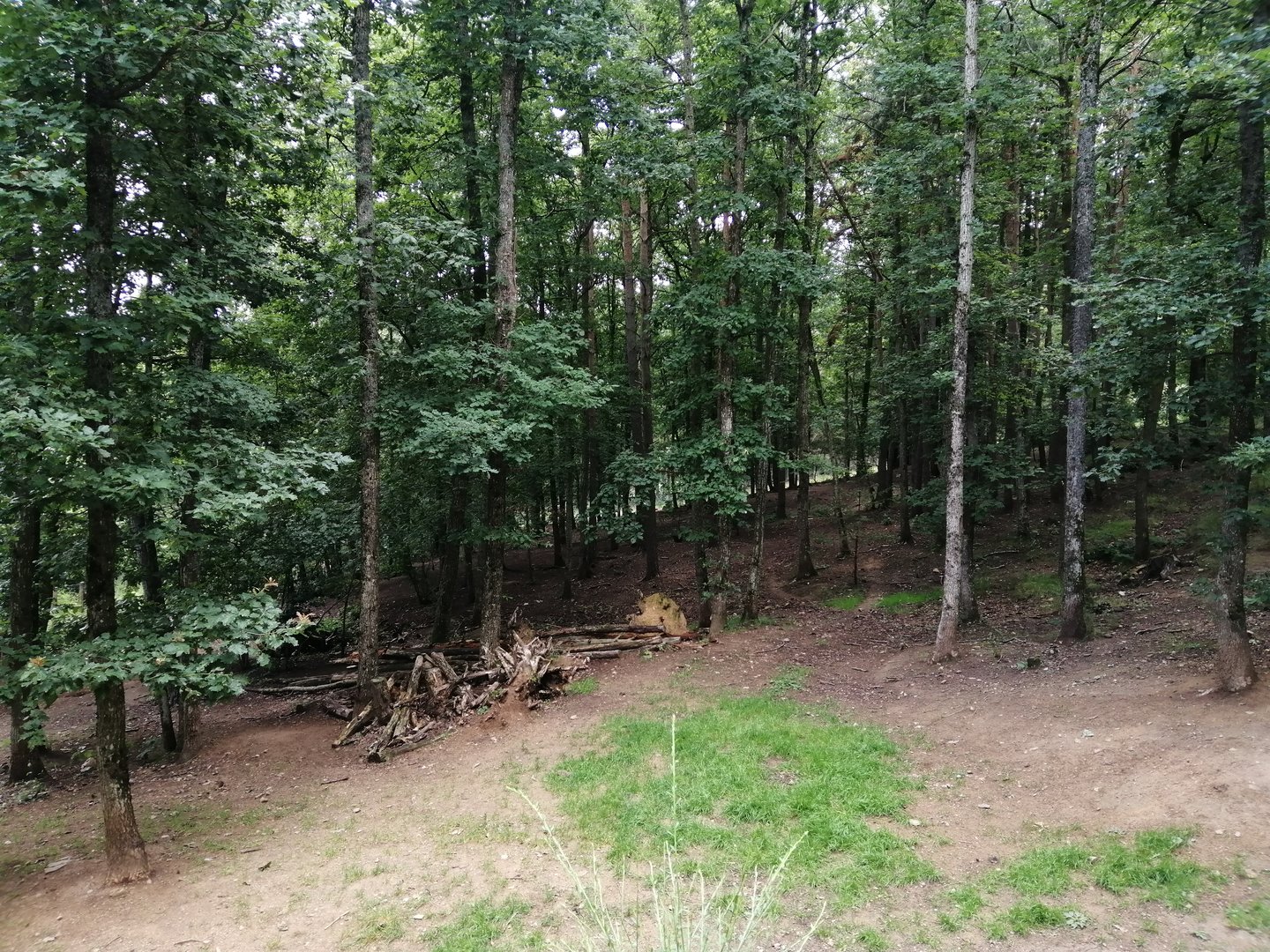 Mackenzie wolves exhibit