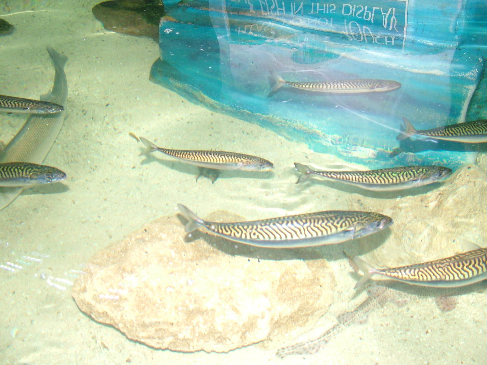 Mackerel at Brighton SeaLife Centre 13/03/10