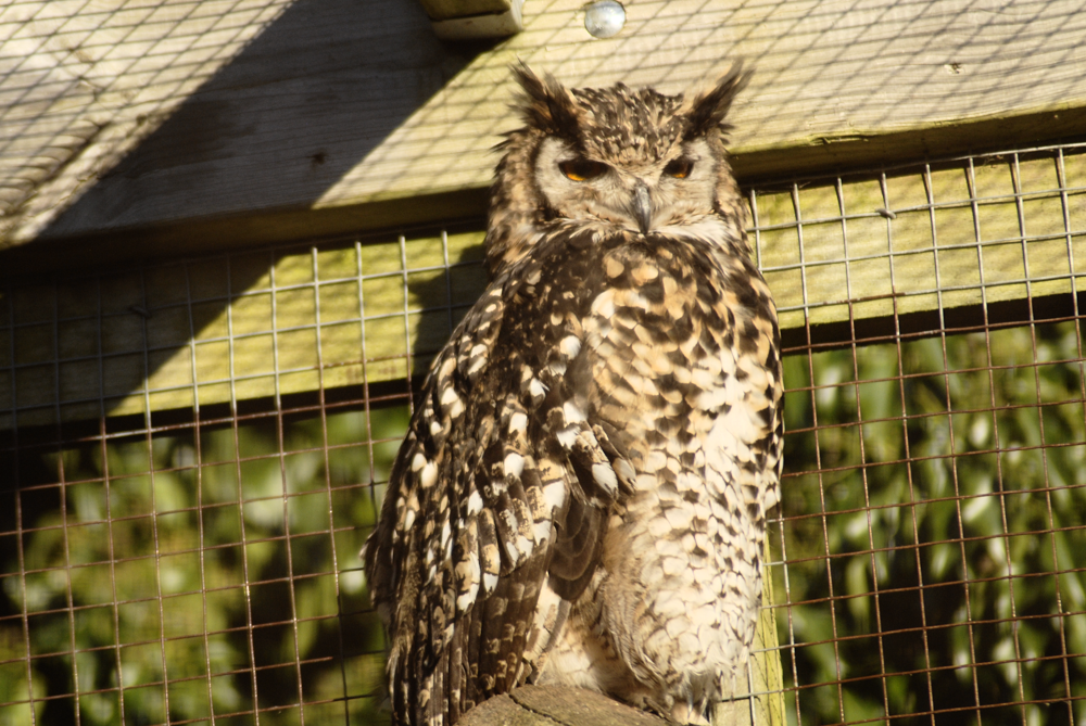 Mackinder's Eagle Owl - Birdland 2025
