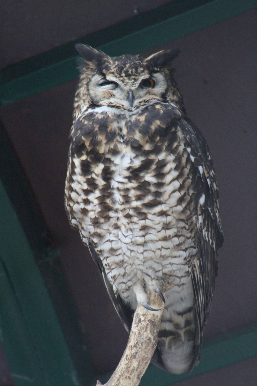 Mackinder's Eagle-Owl (Bubo capensis mackinderi)