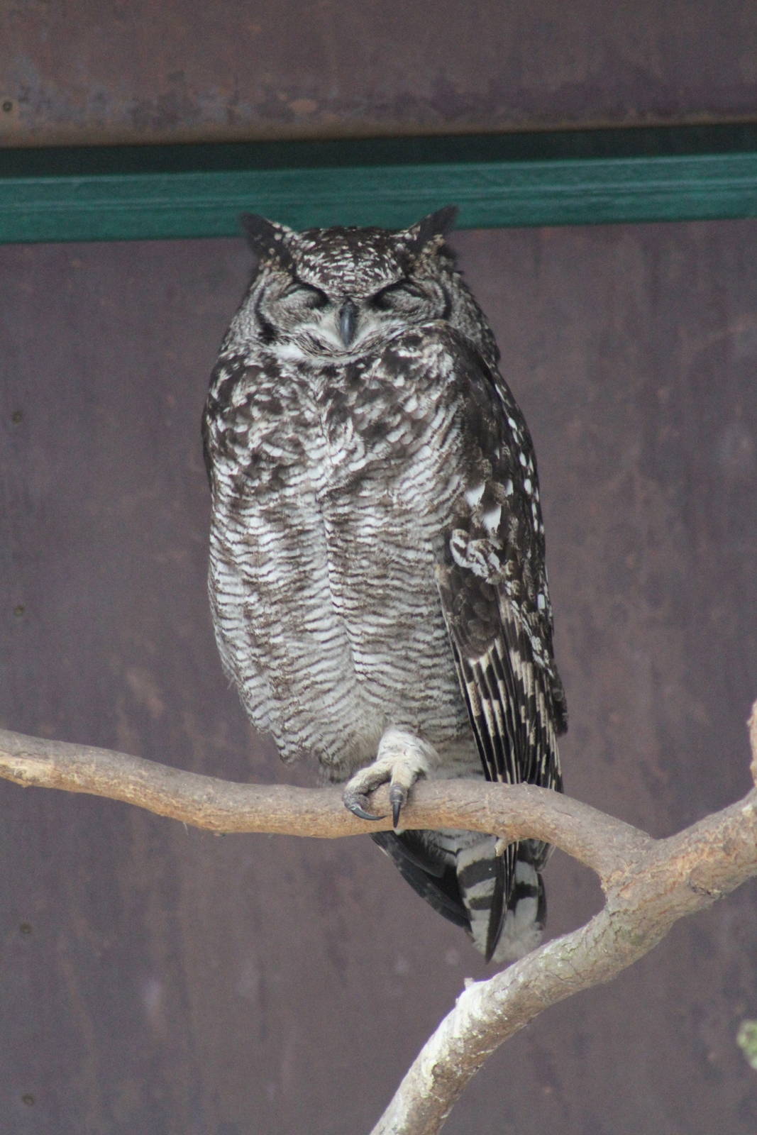 Mackinder's Eagle-Owl (Bubo capensis mackinderi)