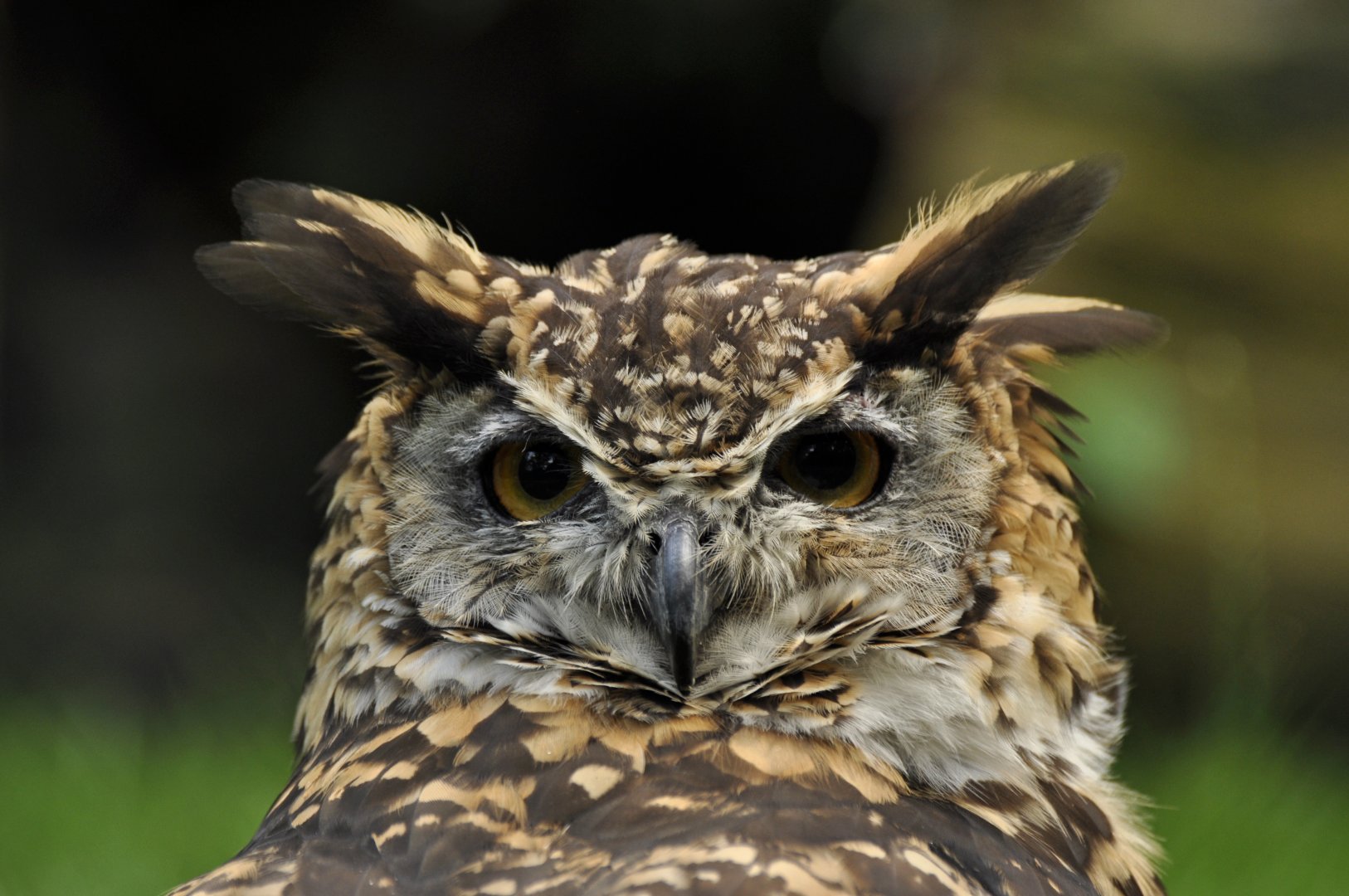Mackinder's Eagle-owl (Bubo capensis mackinderi)