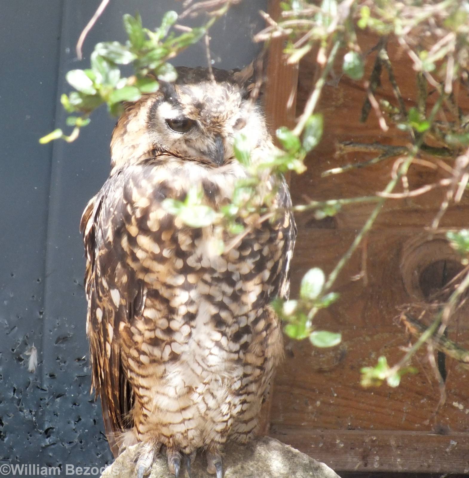 Mackinder's Eagle Owl