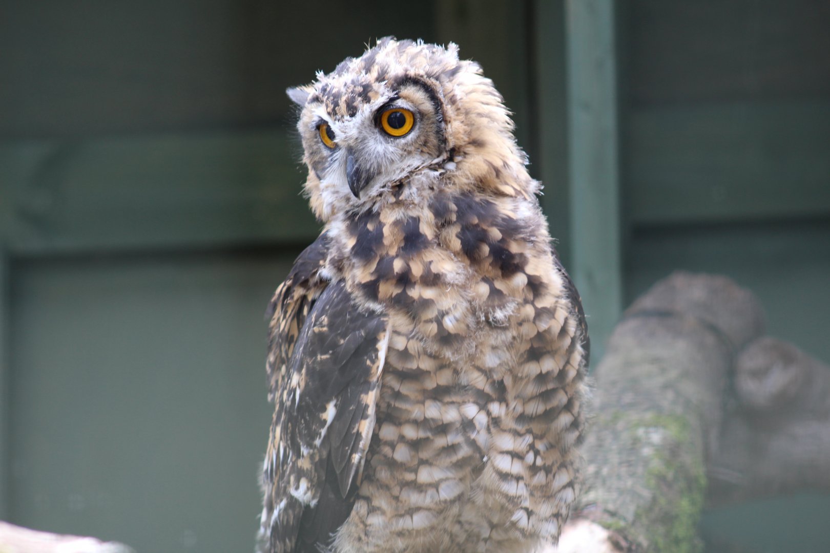 Mackinder's Eagle-Owl