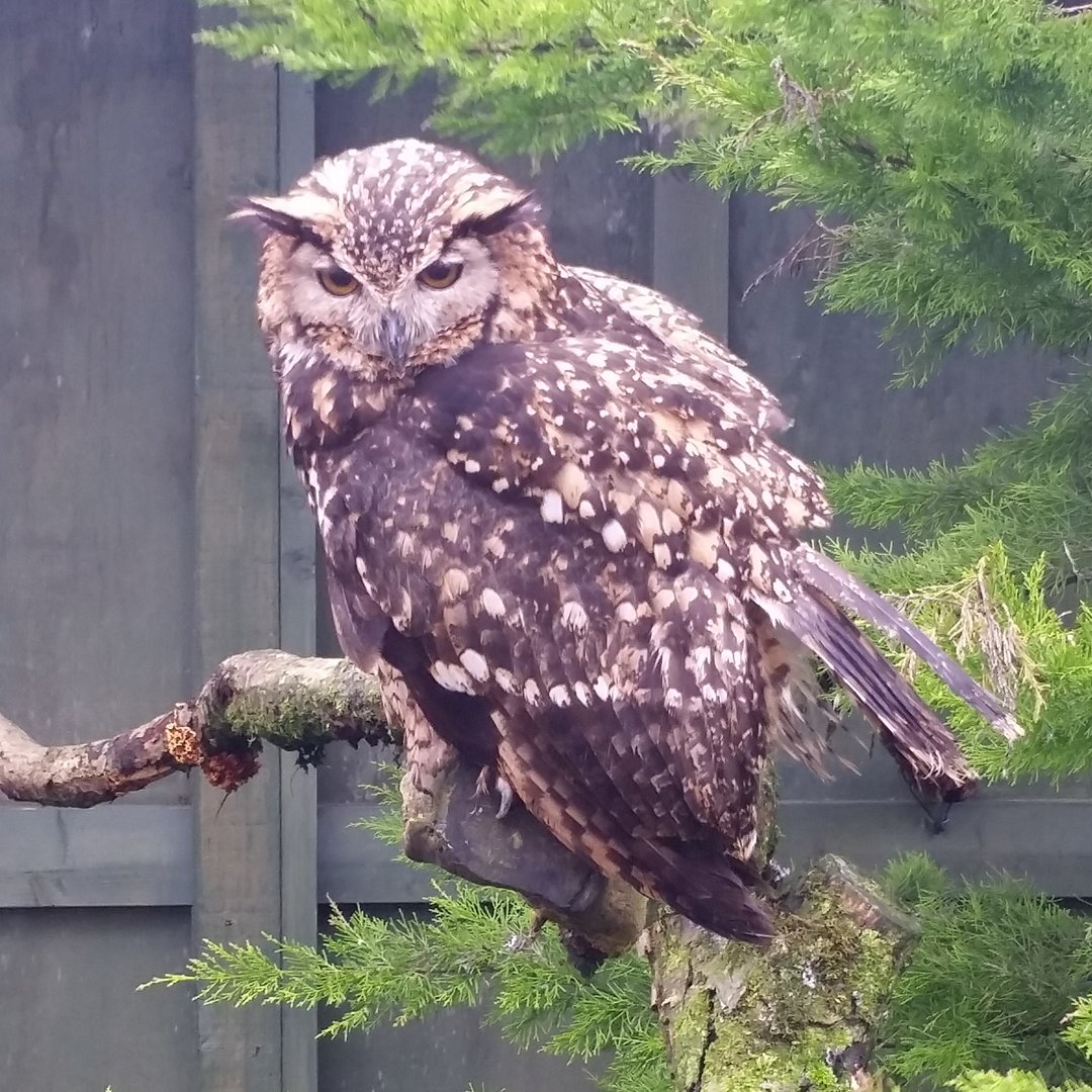 Mackinder's Eagle Owl