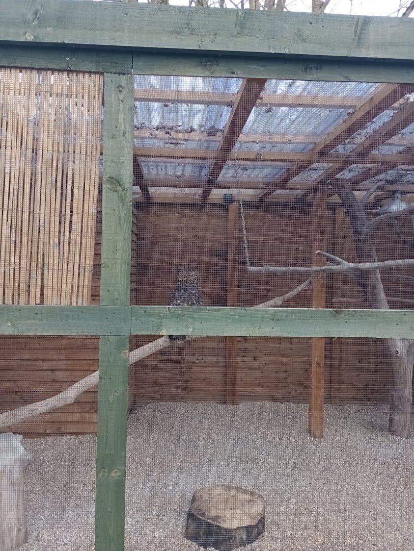 Mackinder's Eagle Owl