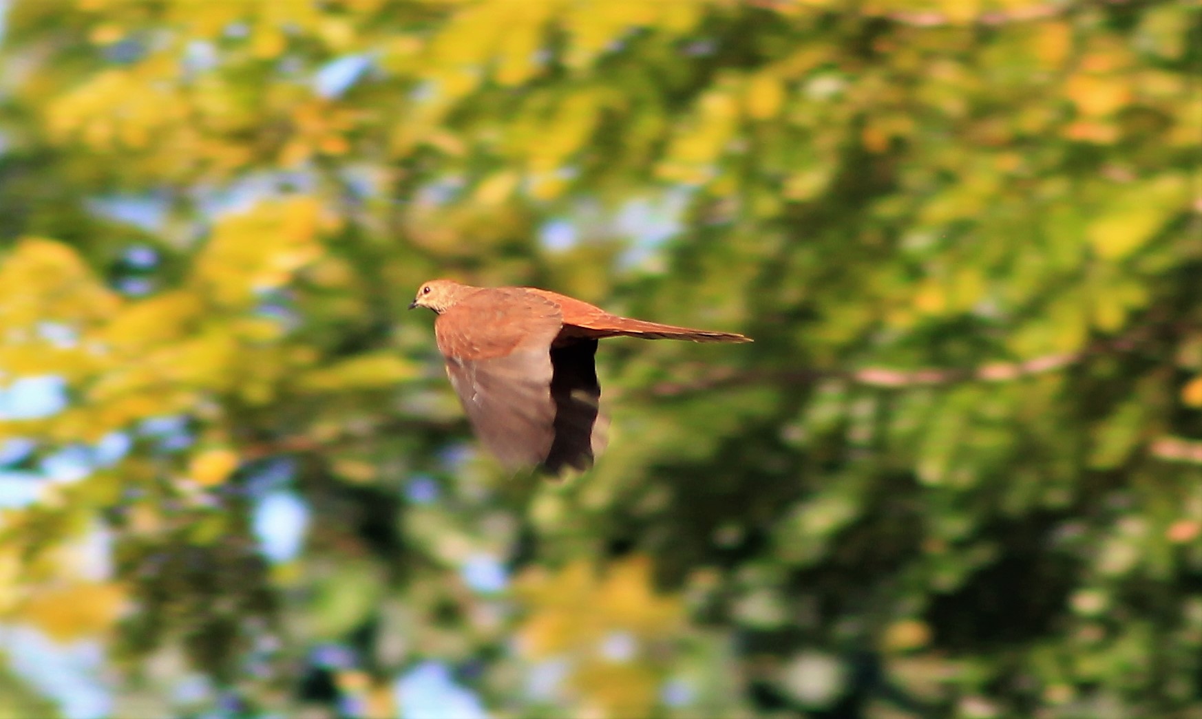 MacKinlay's Cuckoo-Dove (Macropygia mackinlayi mackinlayi)