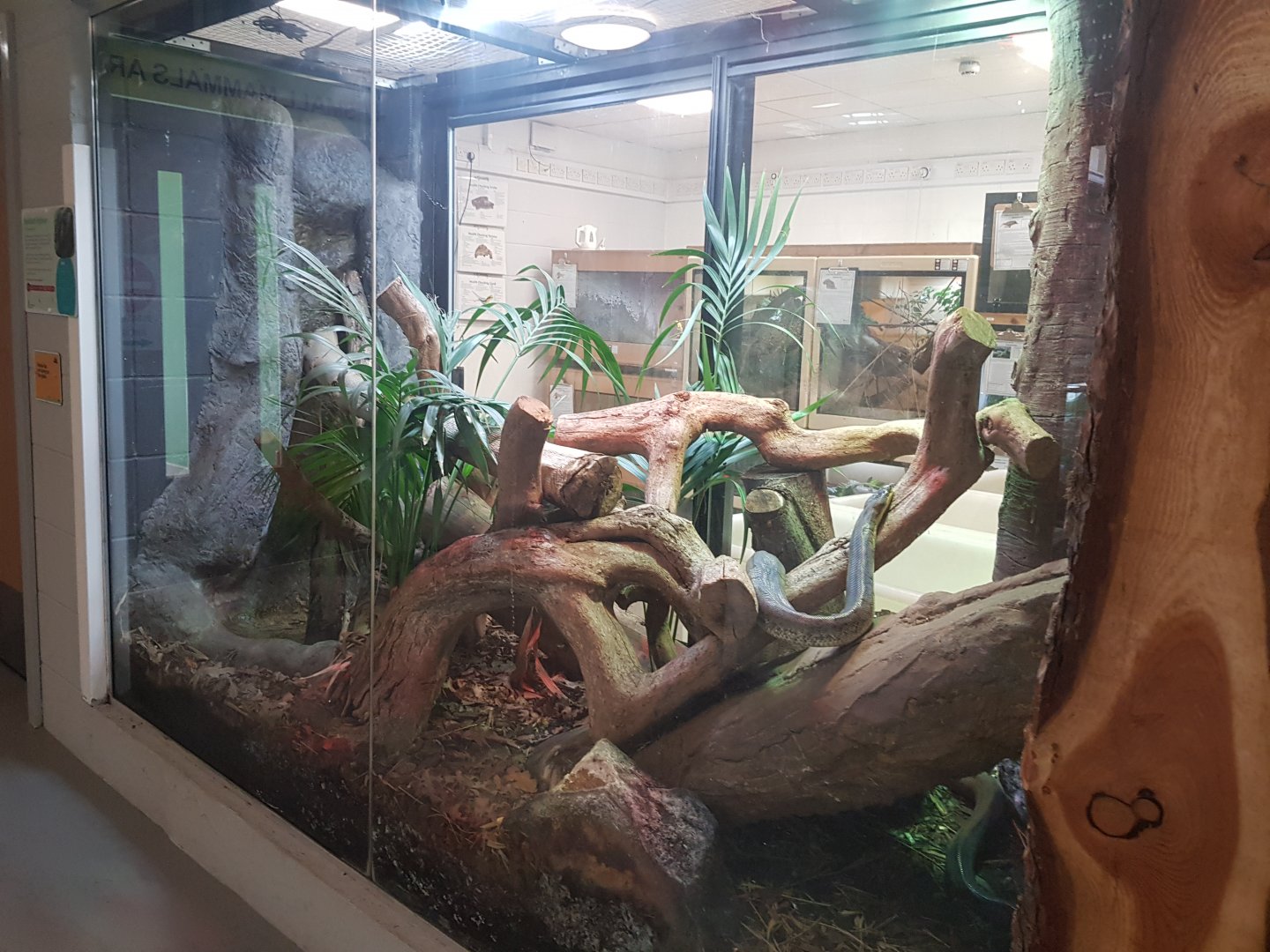 Macklot's Python Enclosure