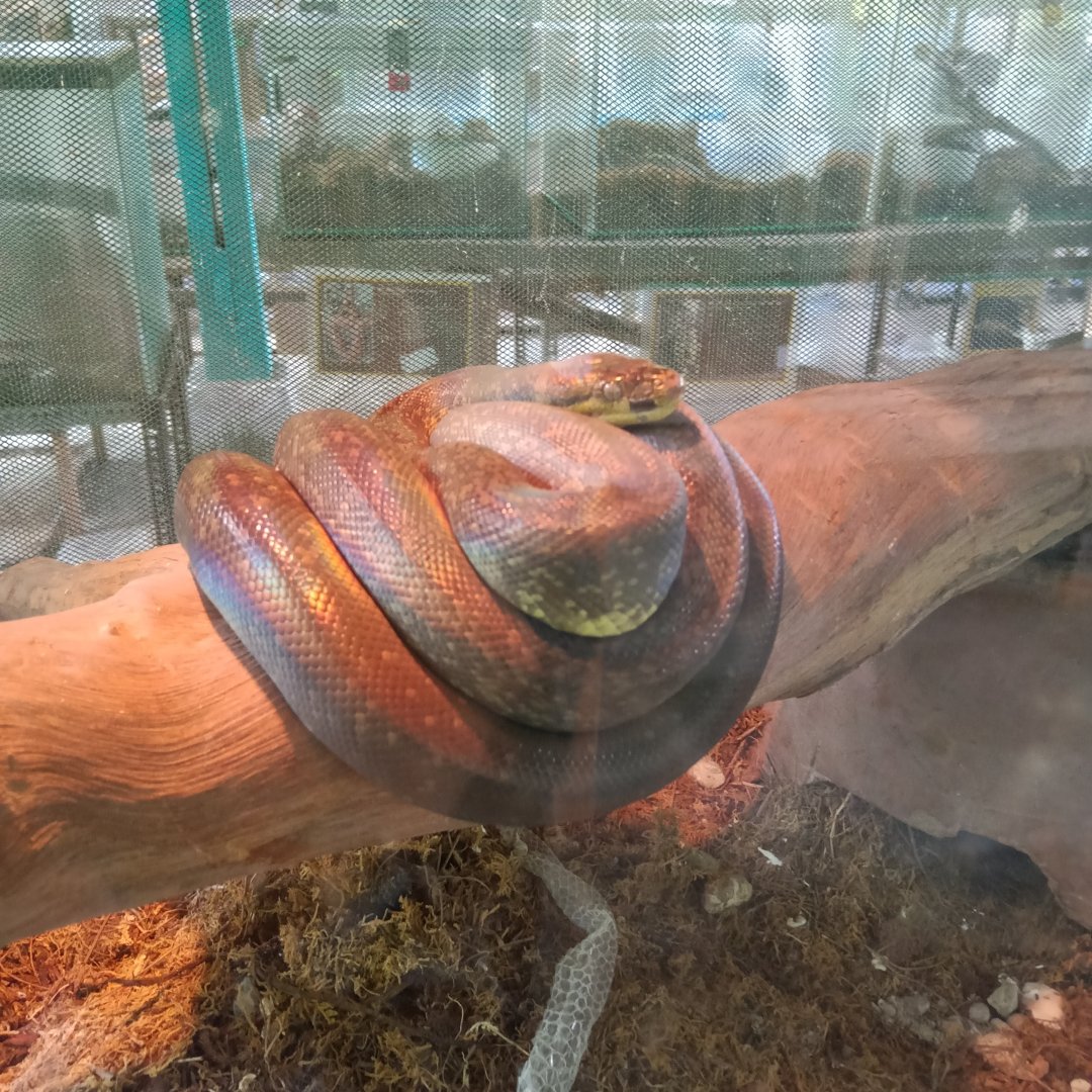 Macklot's Python (Liasis mackloti) - Sato Loka Resto & Conservation Park