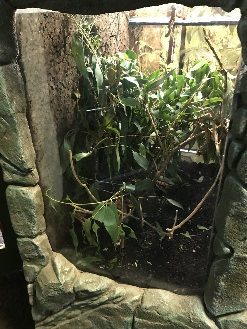 Maclay’s spectre tank