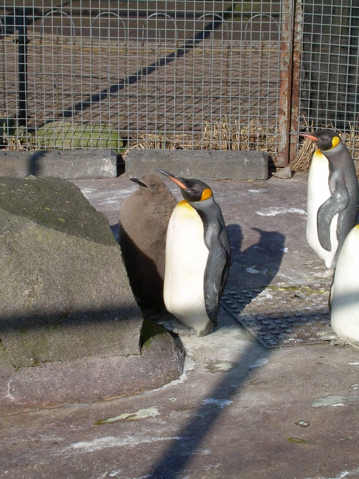 Maclean the King chick with dad