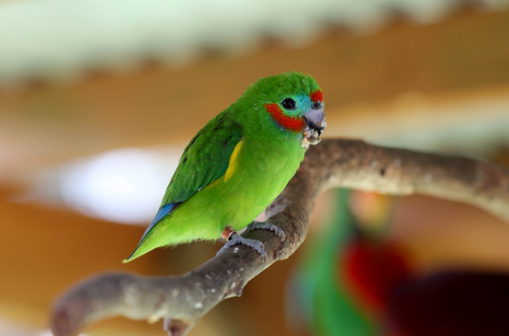 Macleay's Double-eyed Fig Parrot (male)