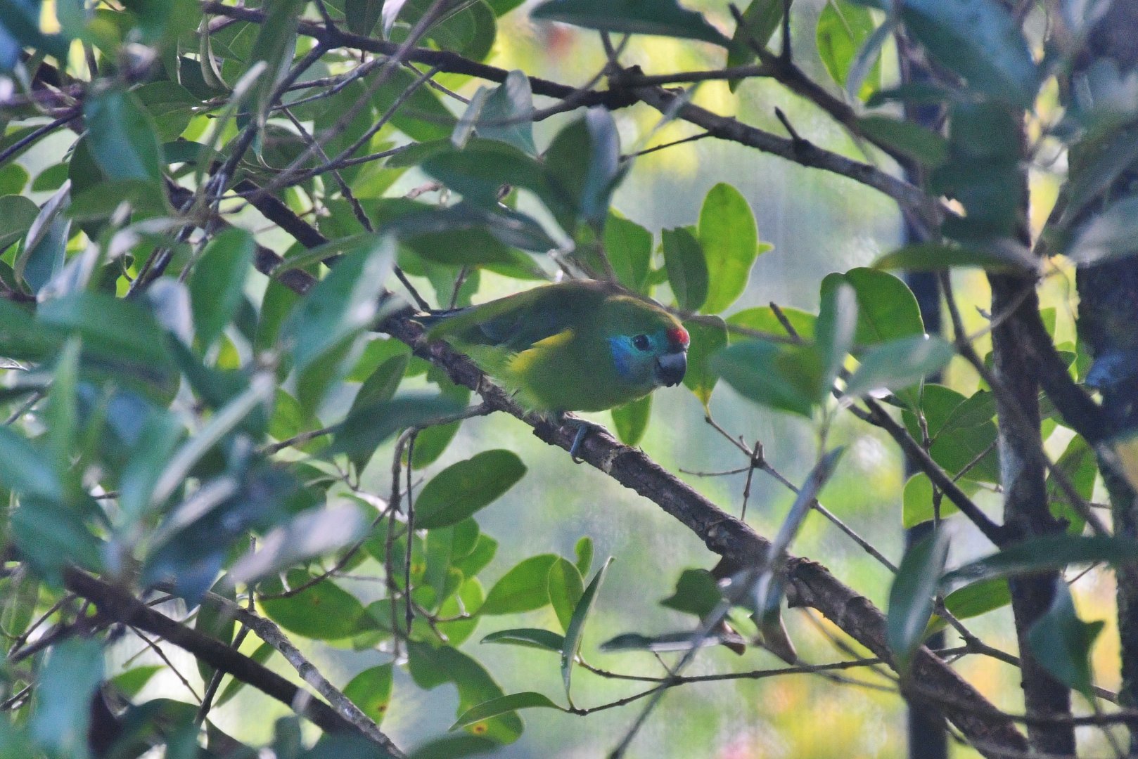 Macleay's Fig Parrot (Cyclopsitta diophthalma macleayana)