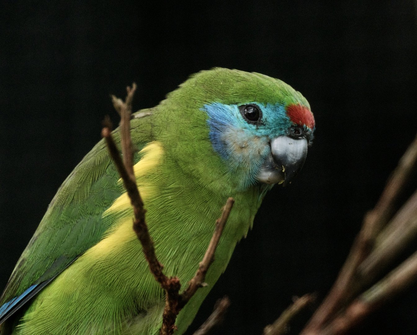 Macleay's Fig Parrot (Cyclopsitta diophthalma macleayana)
