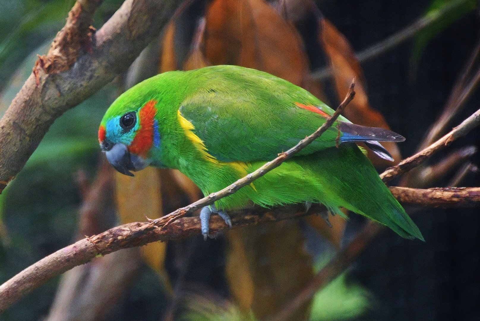 Macleay's Fig Parrot (Cyclopsitta diophthalma macleayana)