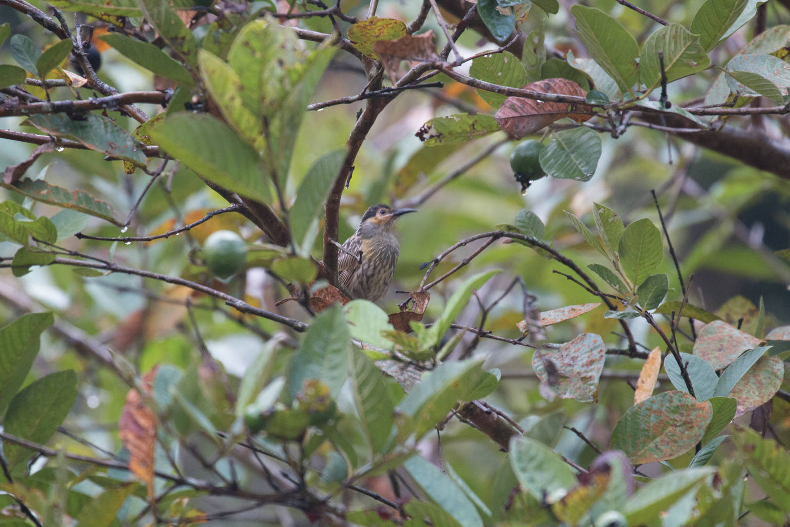 Macleay's Honeyeater