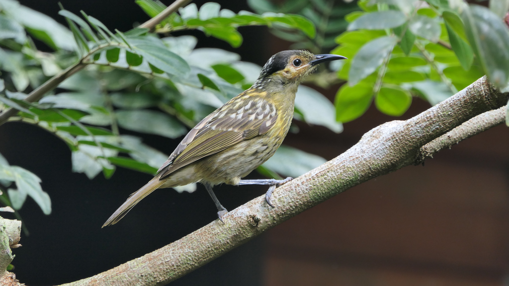 Macleay's Honeyeater