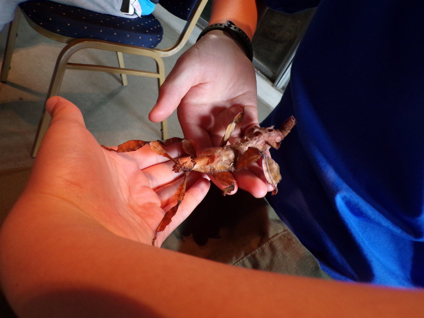 Macleay’s spectre 18.7.23