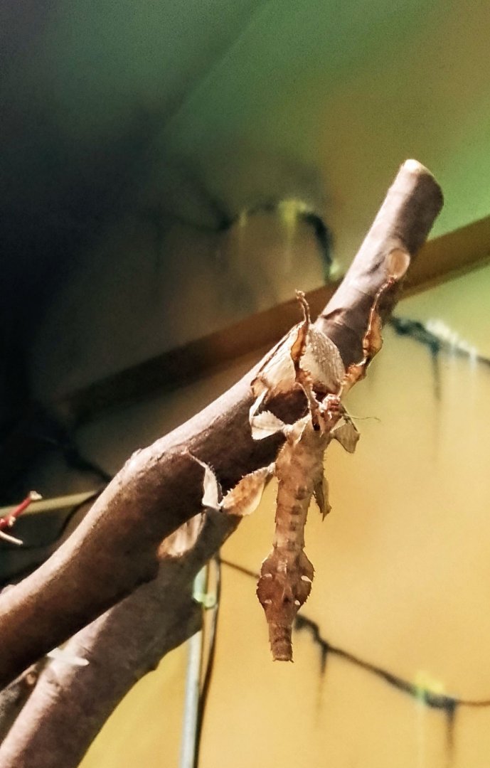 Macleay's Spectre 180525