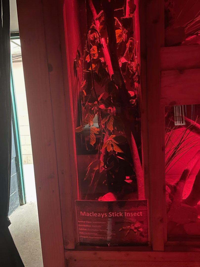 Macleay's Spectre Enclosure at Ponderosa Zoo (July 2021)