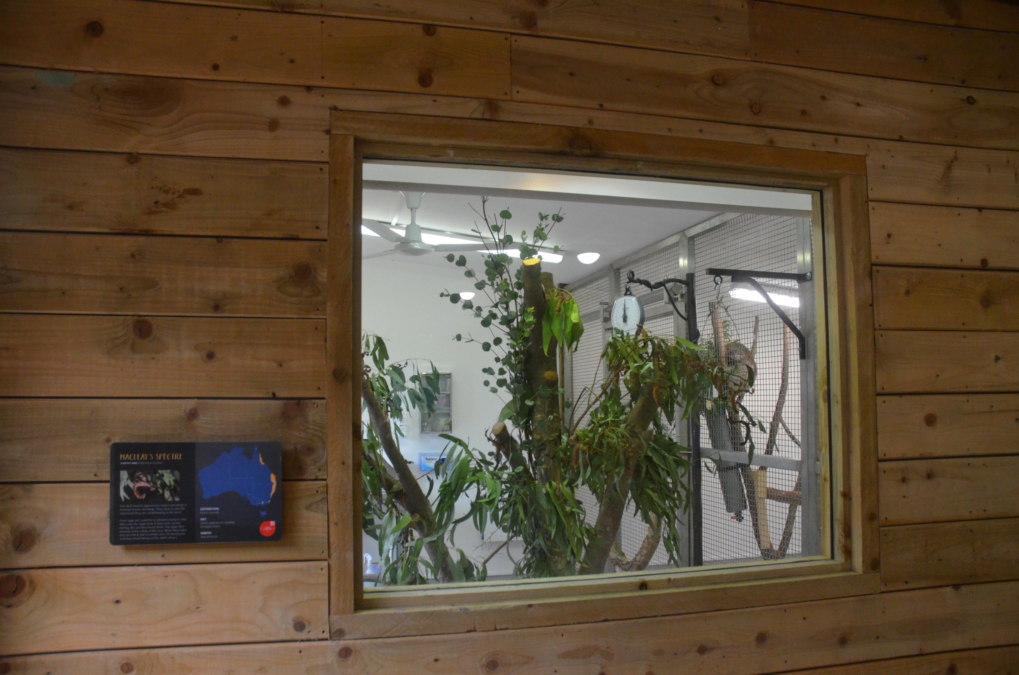 Macleay's Spectre Enclosure (Koala Separation Behind) at Longleat, 03/11/19