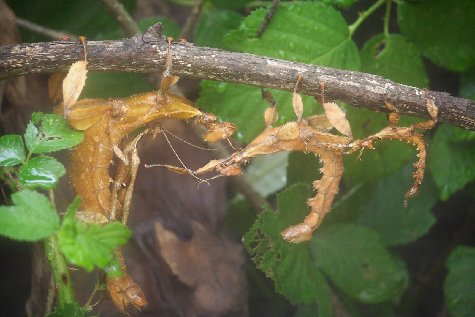 Macleay's spectre stick insect