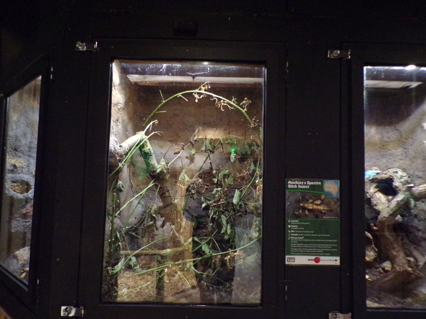 Macleay’s spectre terrarium 14.10.23