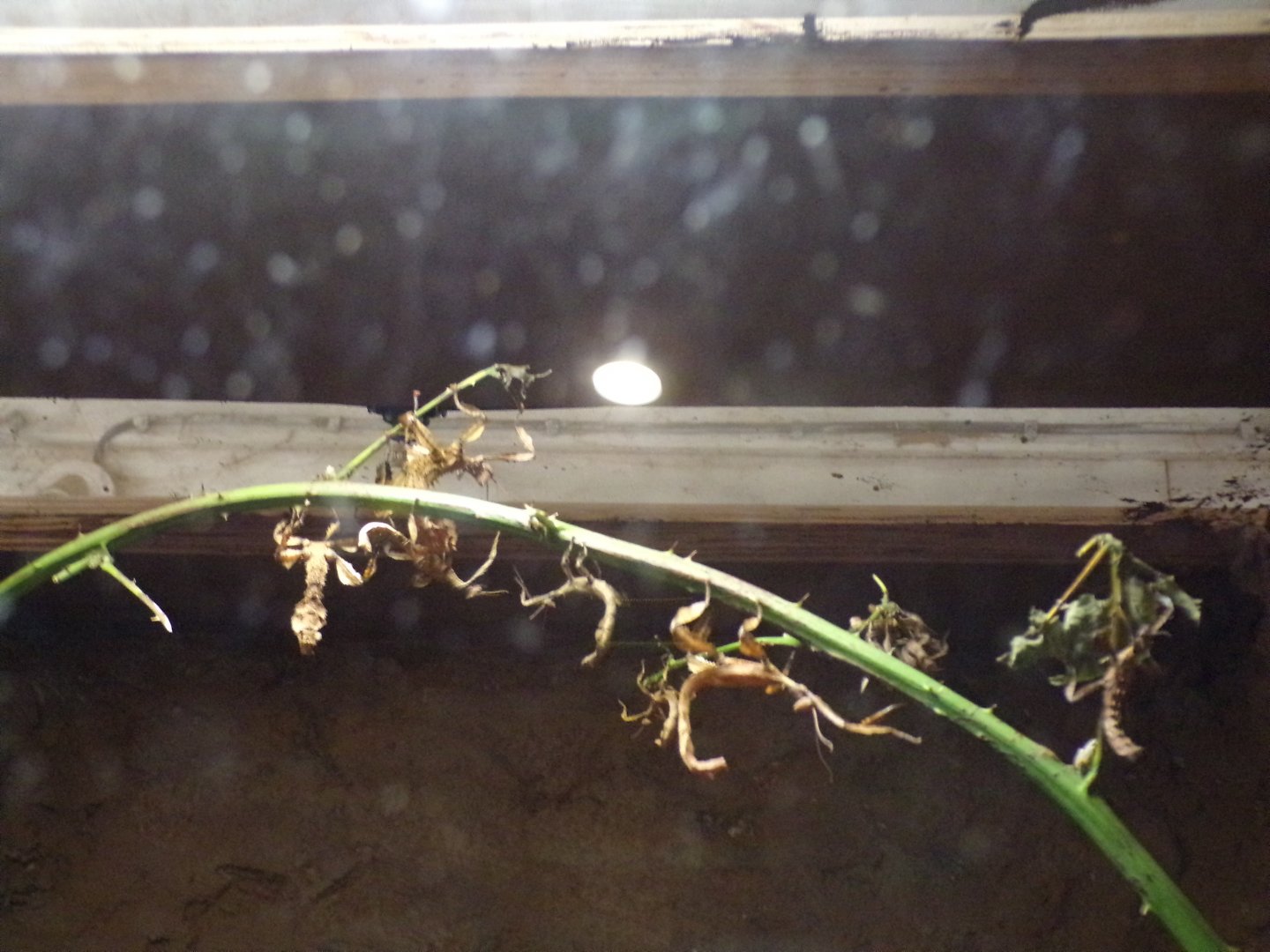 Macleay’s spectres 14.10.23