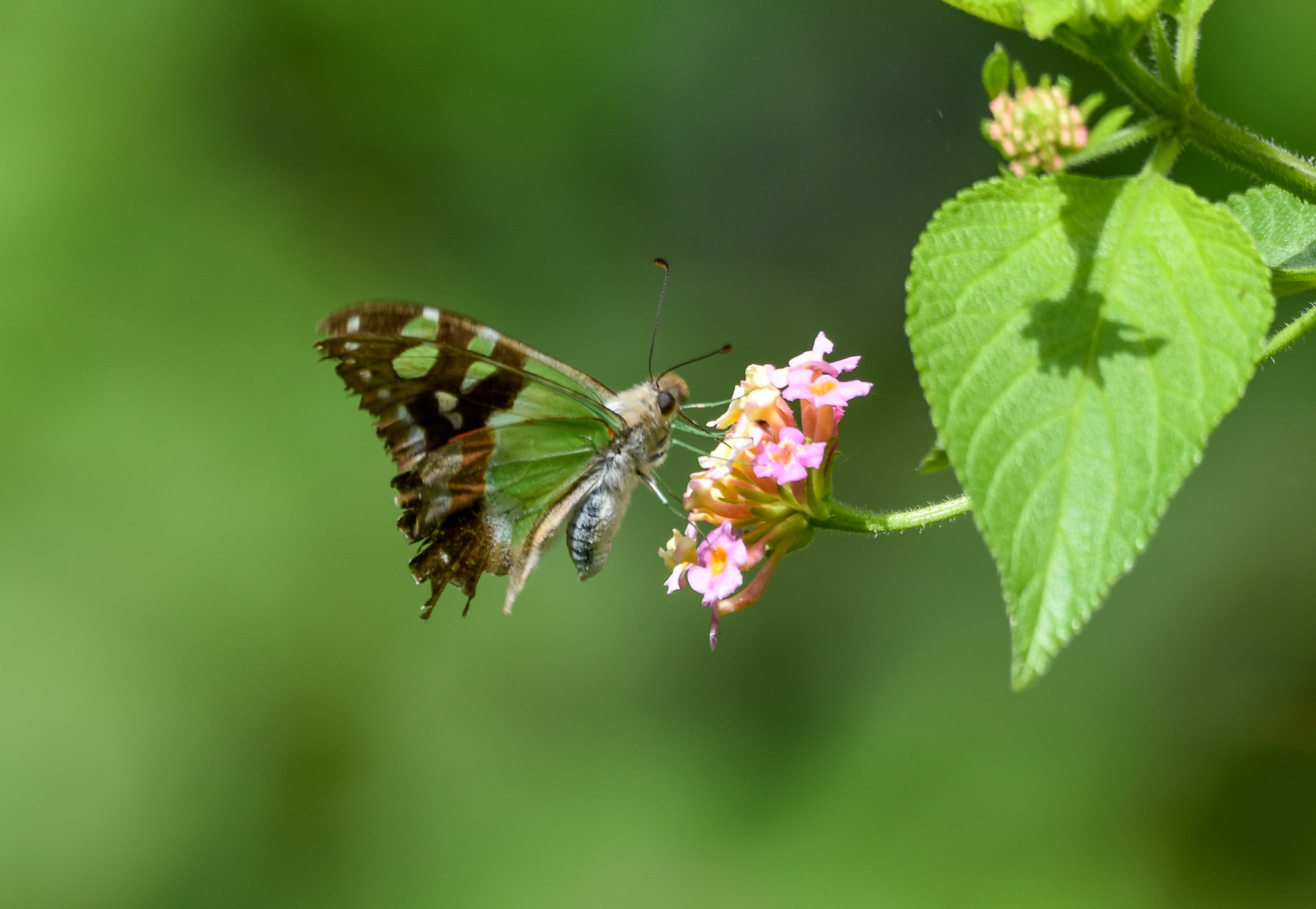 Macleay's Swallowtail