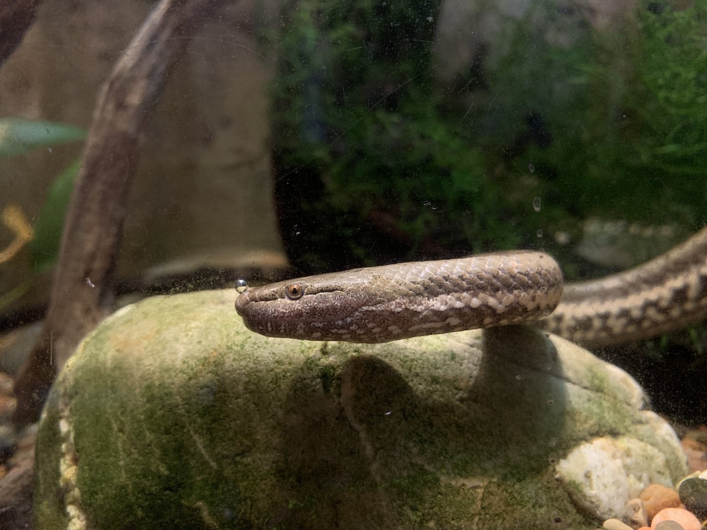 Macleay’s Water Snake