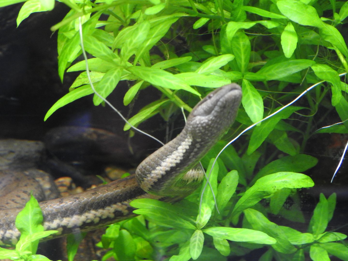 Macleay's Water-Snake