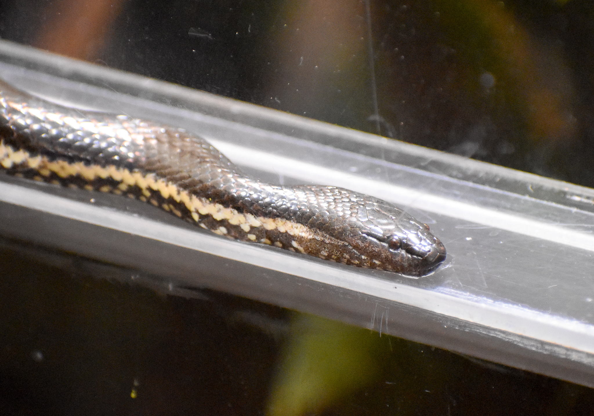 Macleay's Water Snake