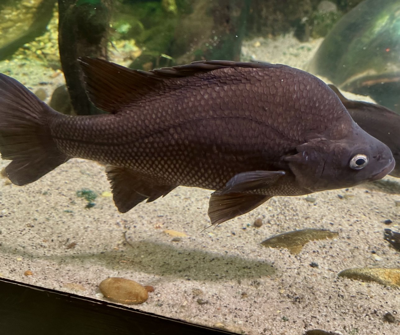 Macquarie perch (Macquaria australasica)