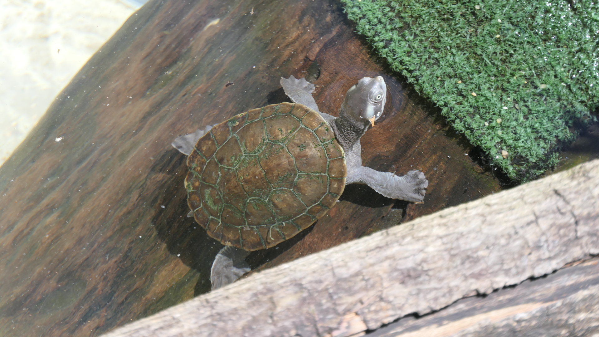 Macquarie River Turtle