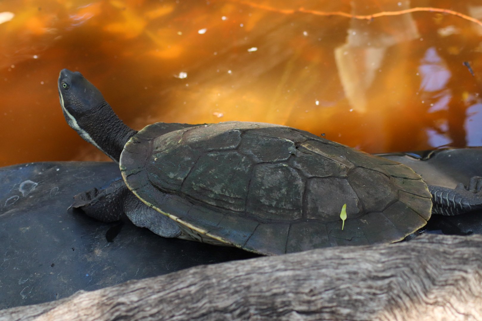 Macquarie Turtle (Emydura macquarii) - December 2018