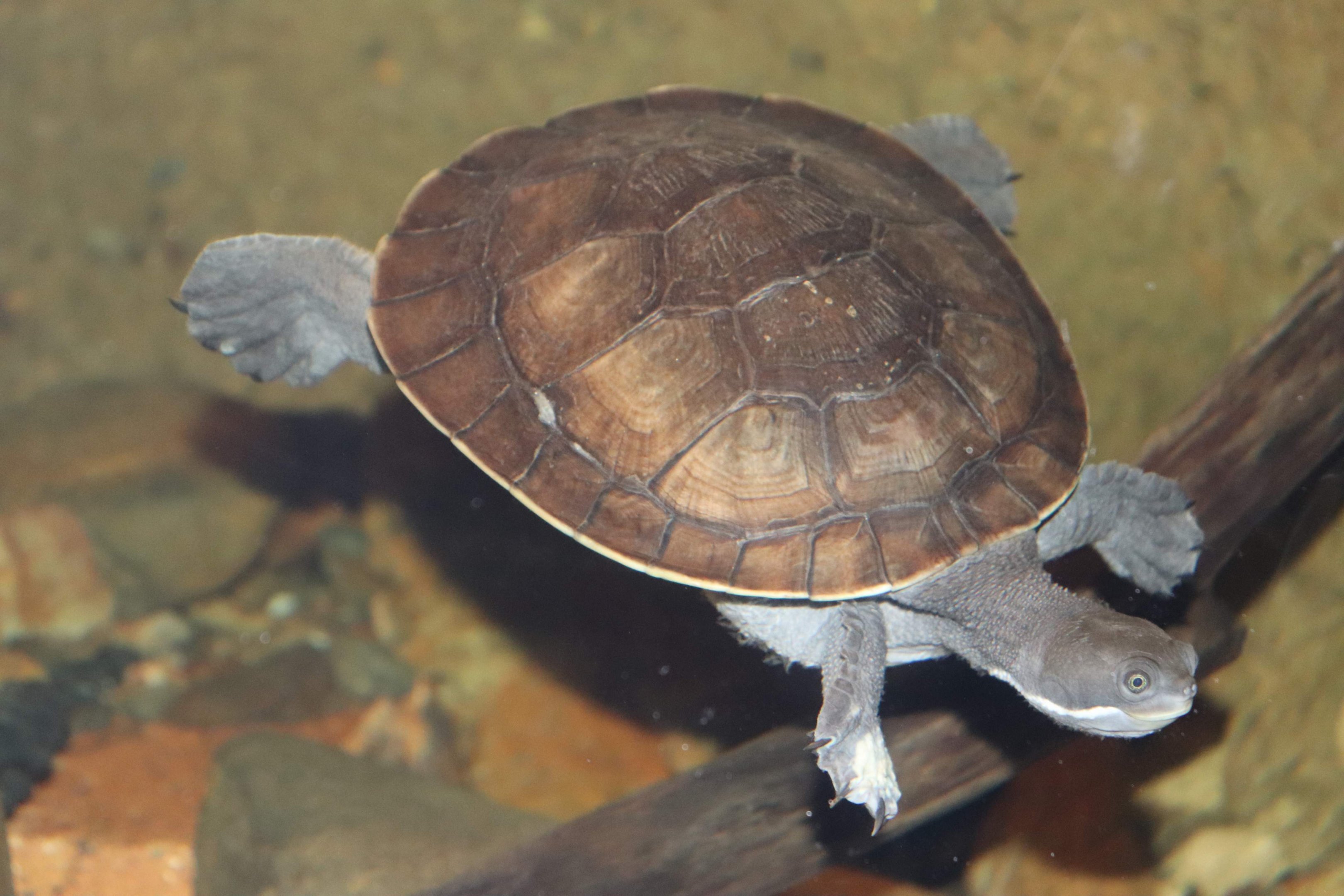 Macquarie Turtle (Emydura macquarii)