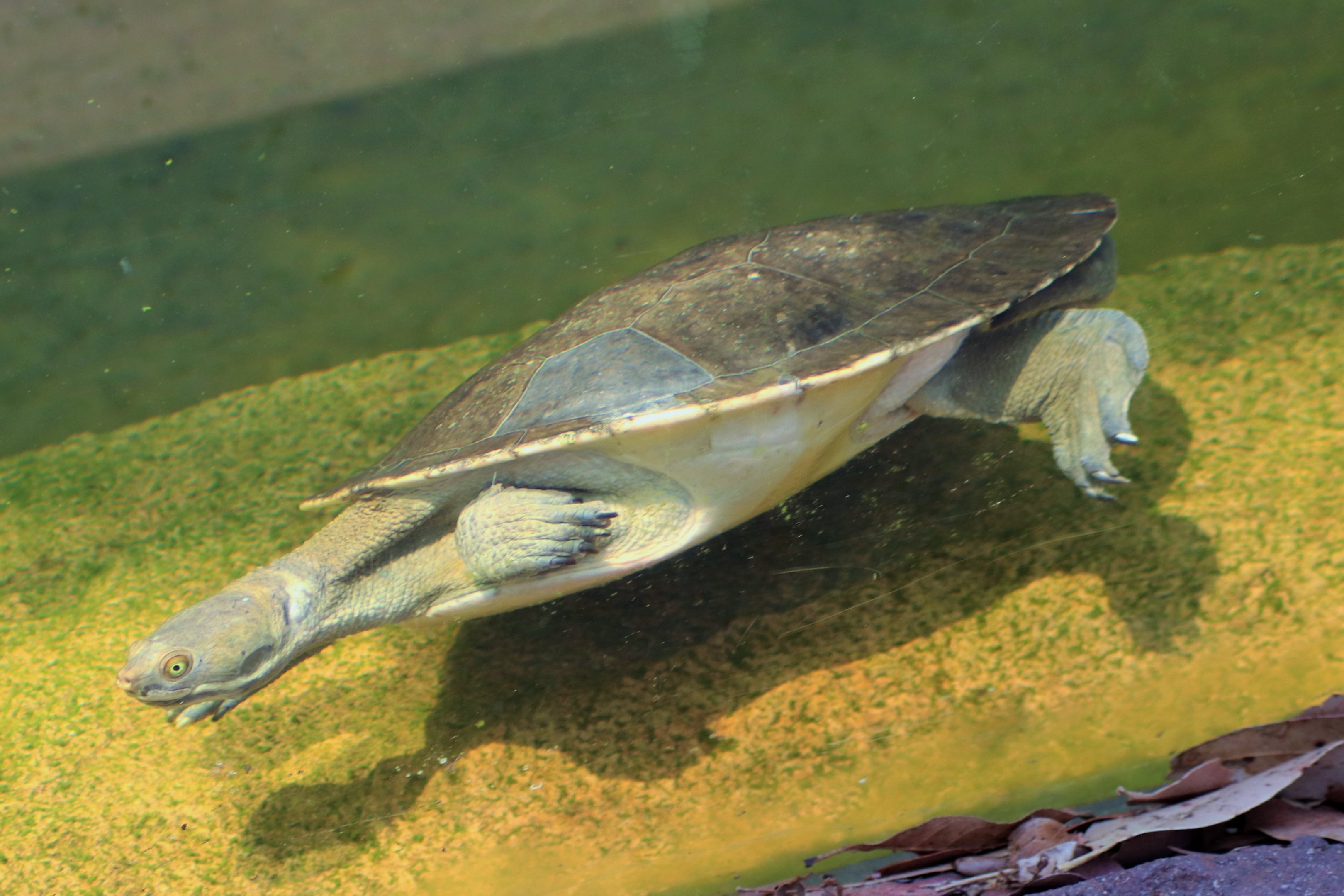 Macquarie Turtle (Emydura macquarii)