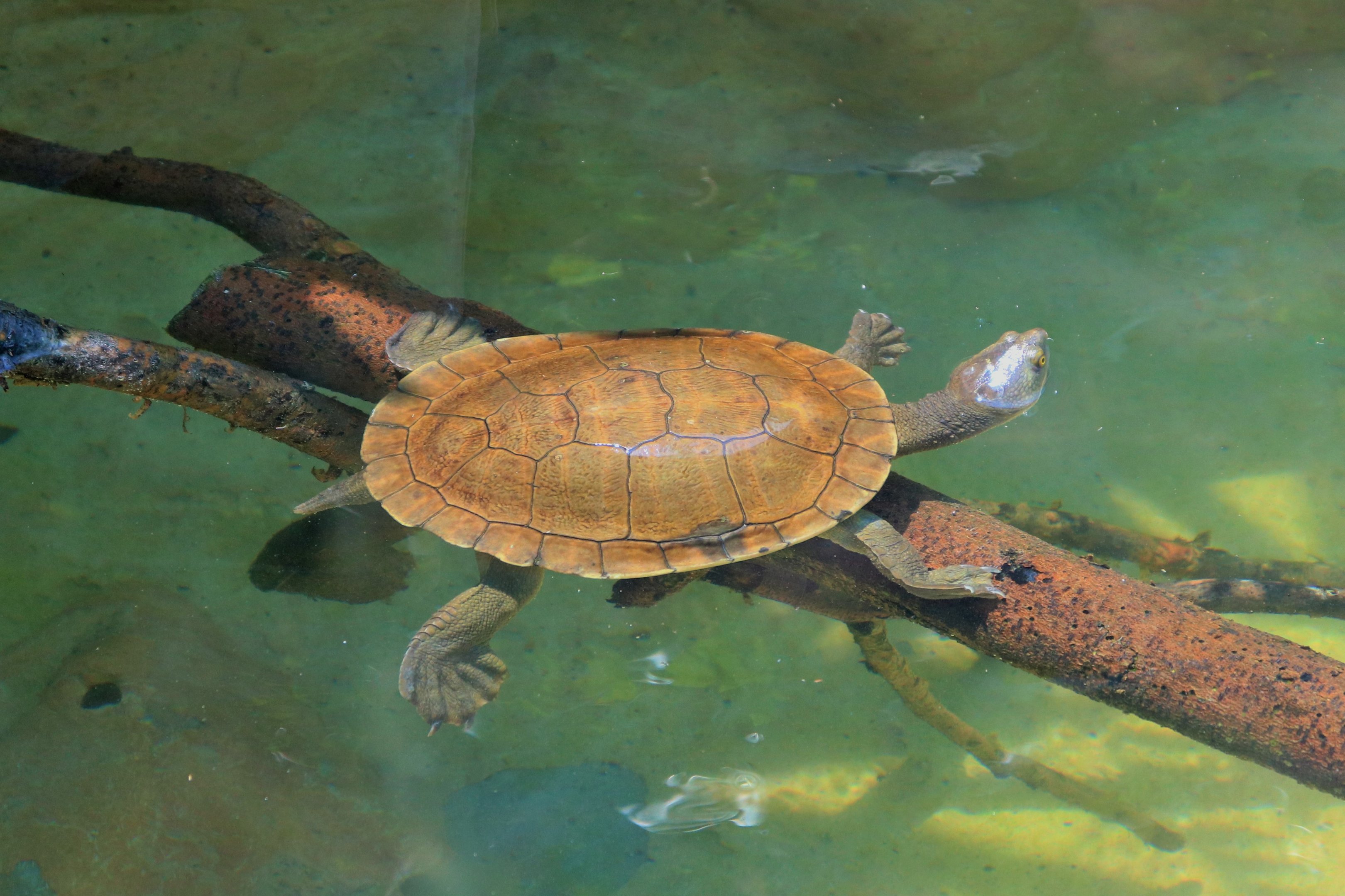 Macquarie Turtle (Emydura macquarii)