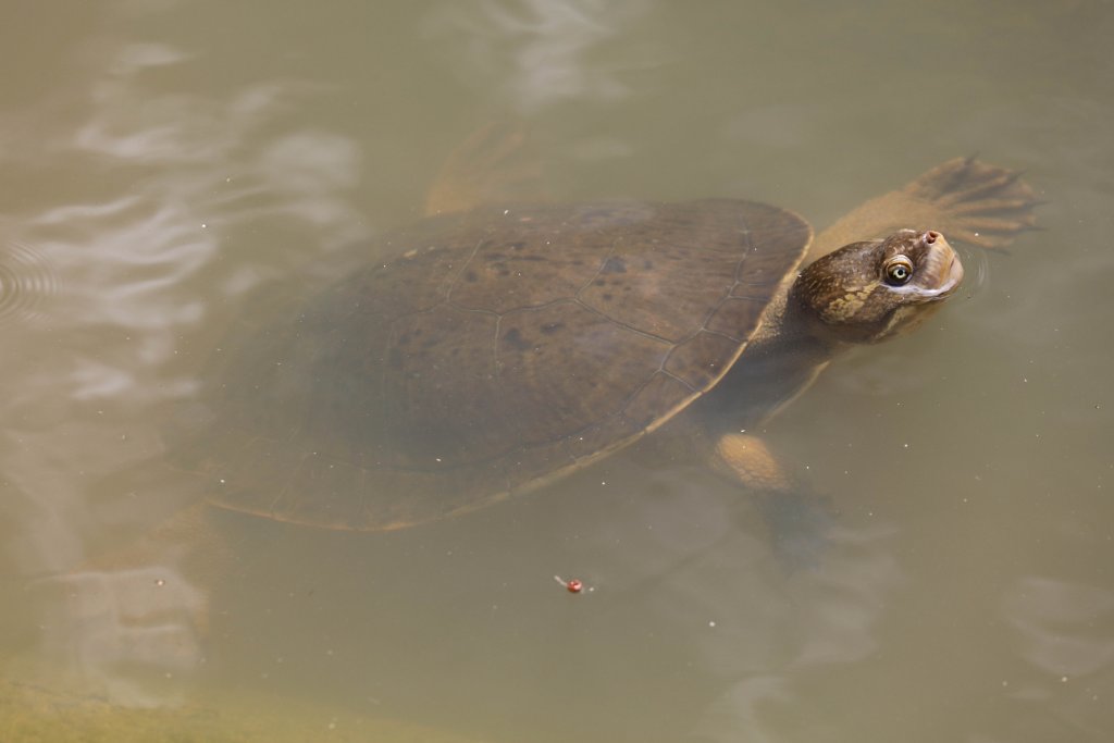 Macquarie Turtle