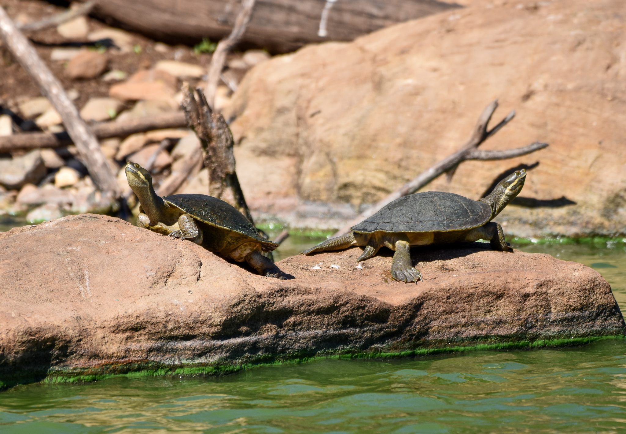 Macquarie Turtles