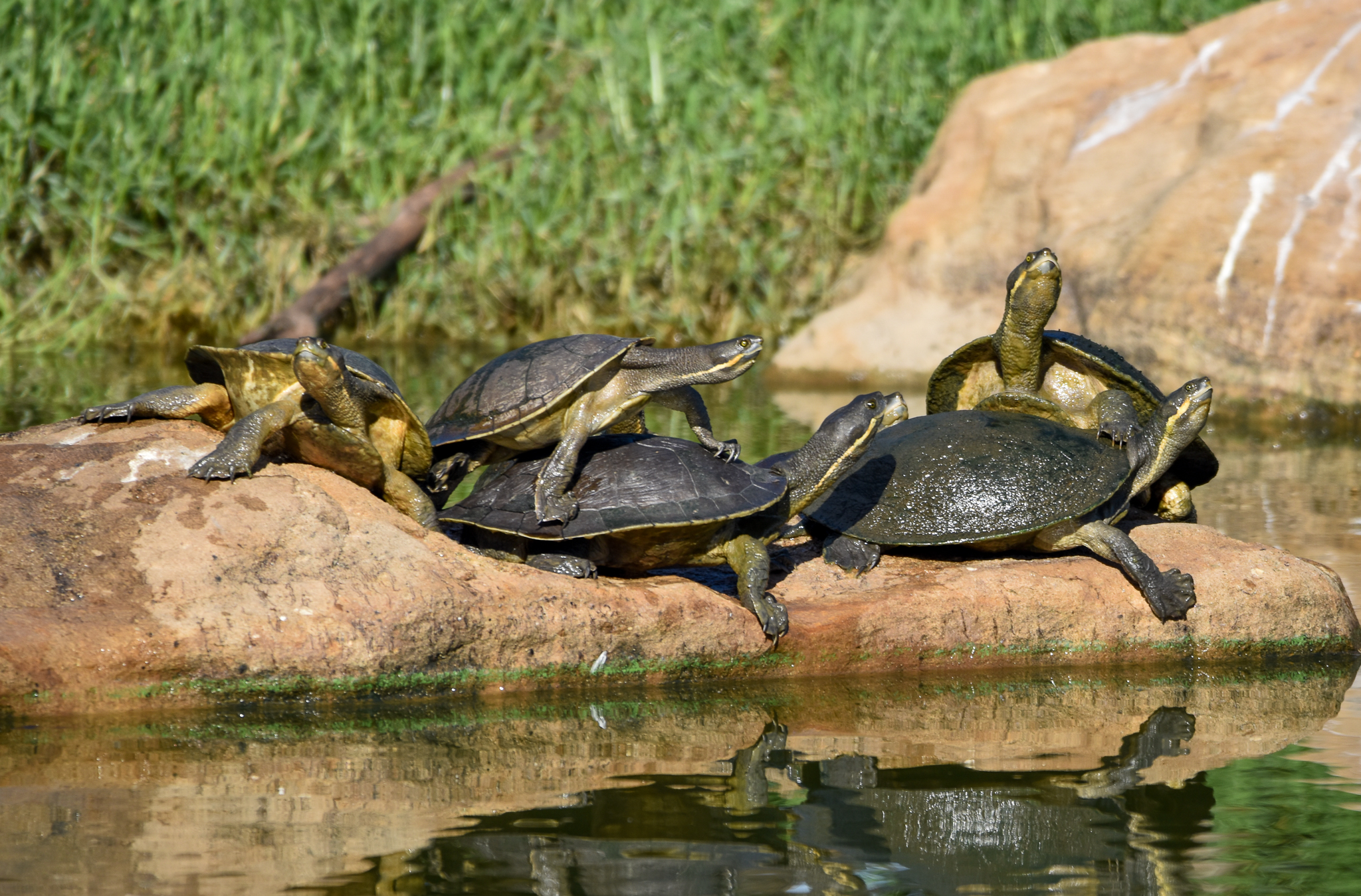 Macquarie Turtles