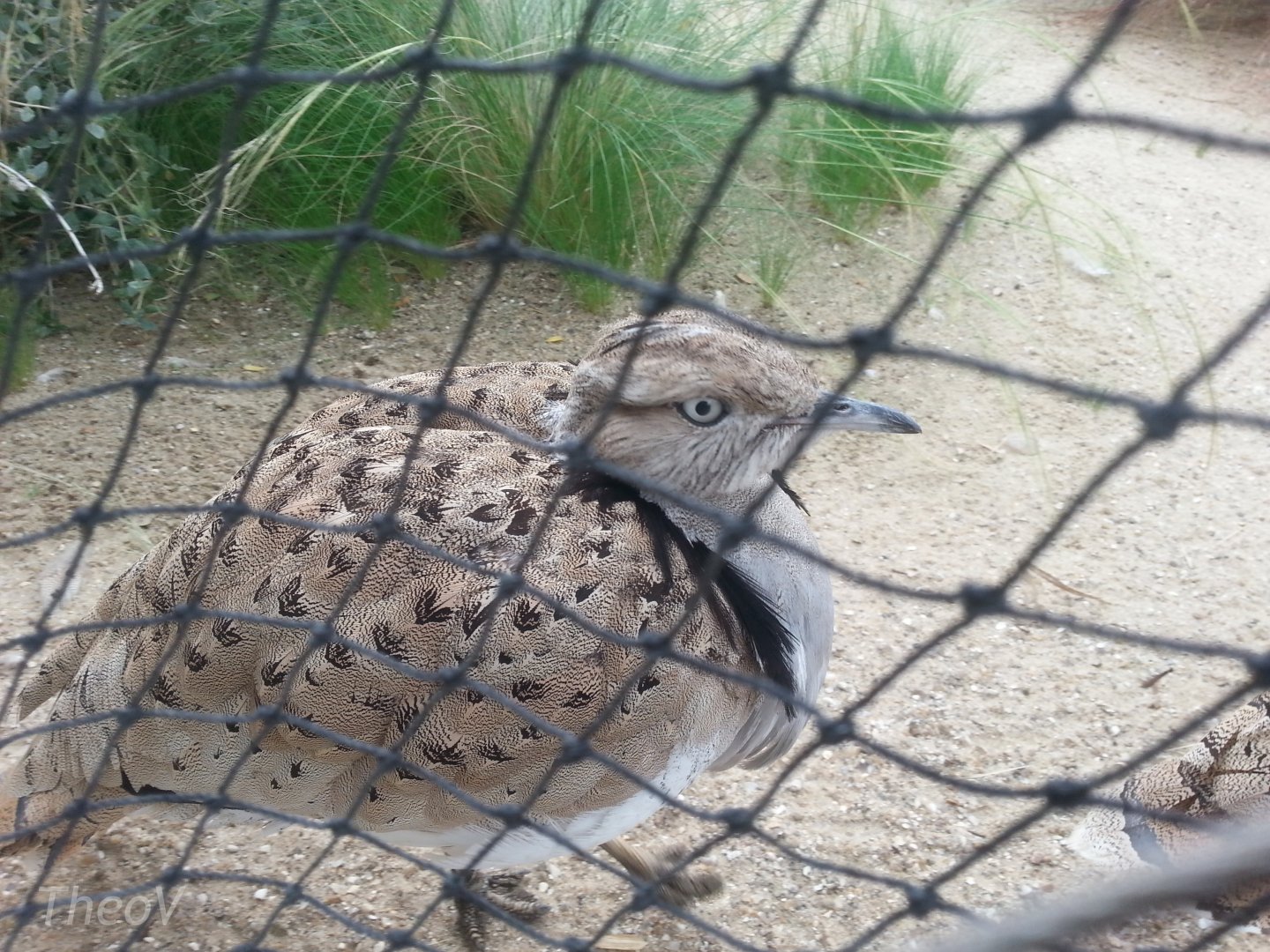 MacQueen's bustard [2014]