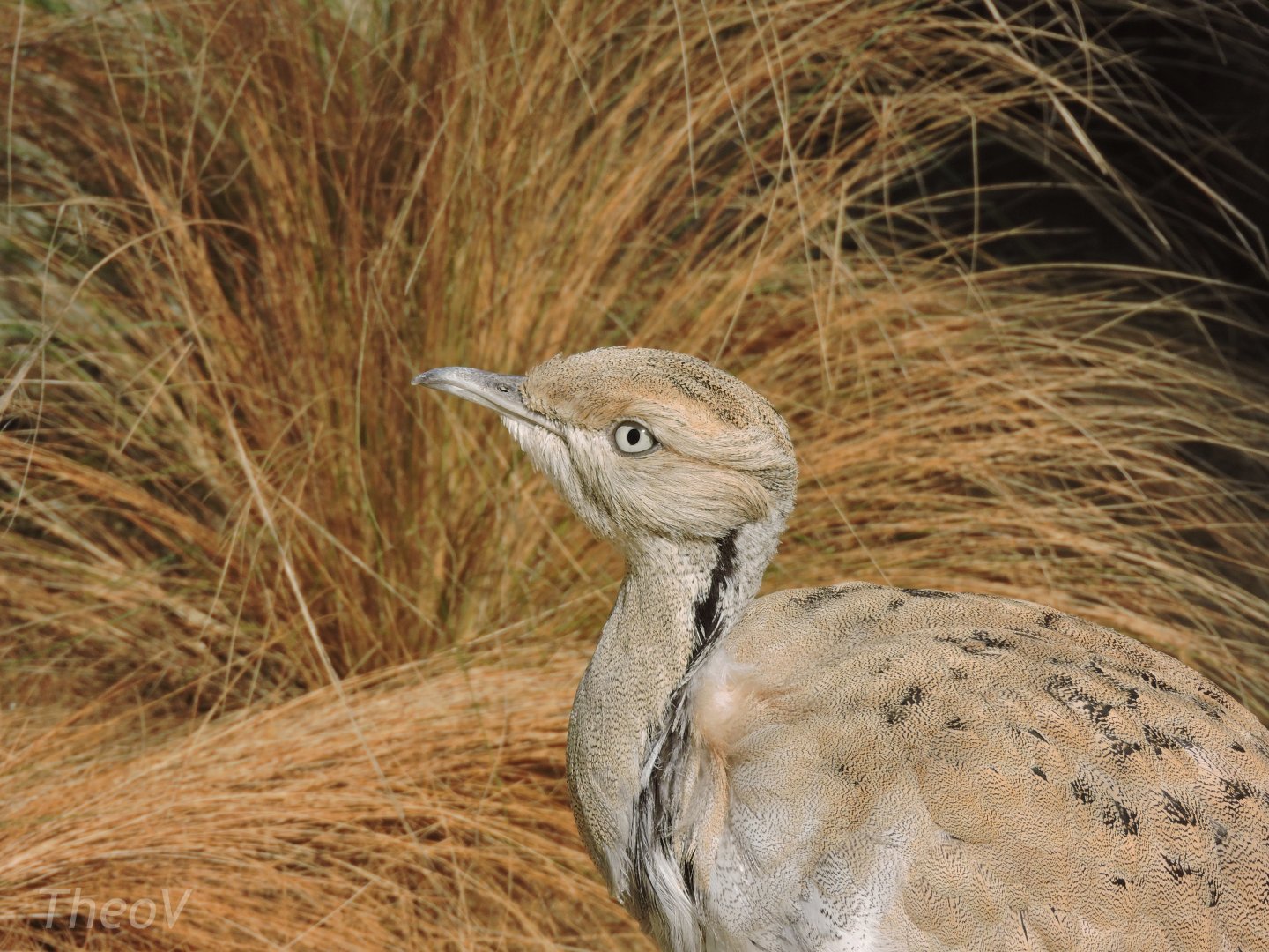 MacQueen's bustard [2017]