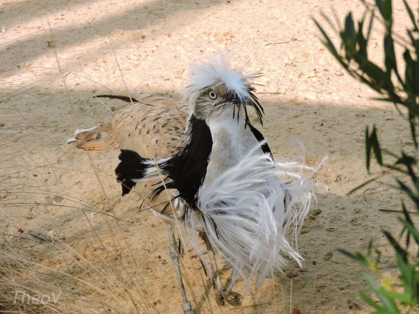 MacQueen's bustard [2017]