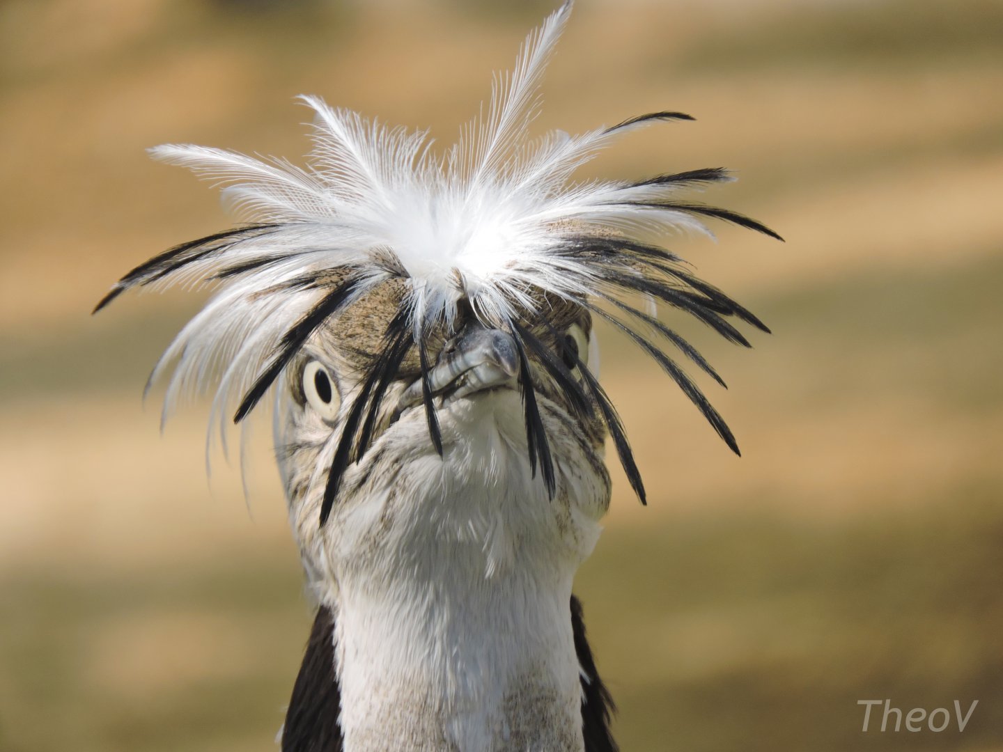 MacQueen's bustard [2017]