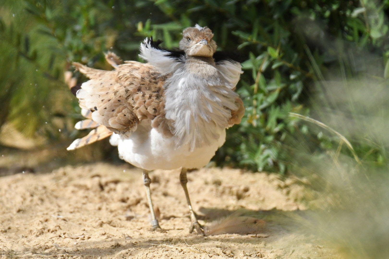 Macqueen's Bustard Chlamydotis macqueenii